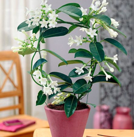 Stephanotis - foto, cuidados, especie, descripción, propagación, planta de interior