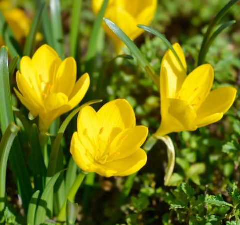Sternbergia - foto, cuidados, especie, descripción, reproducción