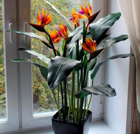 Strelitzia - foto, cuidados, especie, descripción, propagación, planta de interior