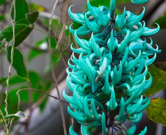 Strongylodon - foto, cuidado, especie, descripción, reproducción, planta de interior