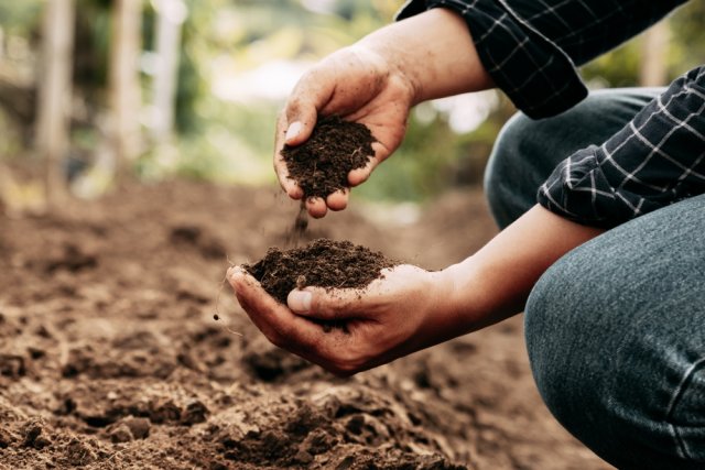 Suelo para plántulas de flores: preparar con antelación