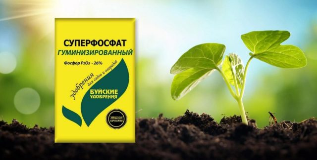 Superfosfato simple: fertilizante para una gran cosecha