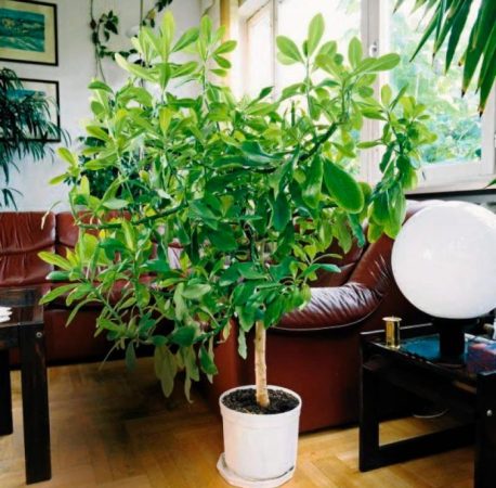 Synadenium - foto, cuidados, especies, descripción, propagación, planta de interior