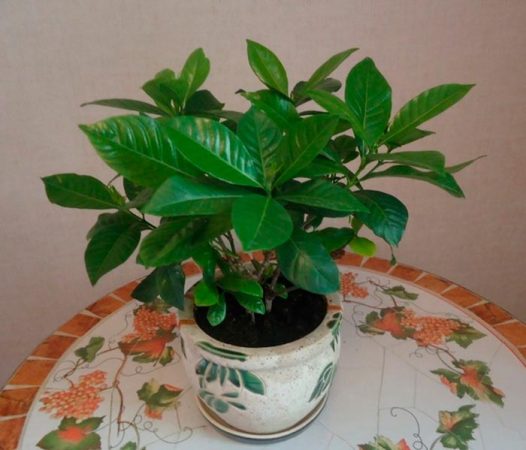 Syzygium - foto, cuidado, especie, descripción, reproducción