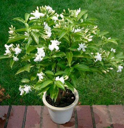 Tabernaemontana - foto, cuidados, especie, descripción, propagación, planta de interior
