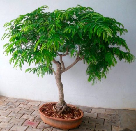 Tamarindo - foto, cuidados, especie, descripción, propagación, planta de interior