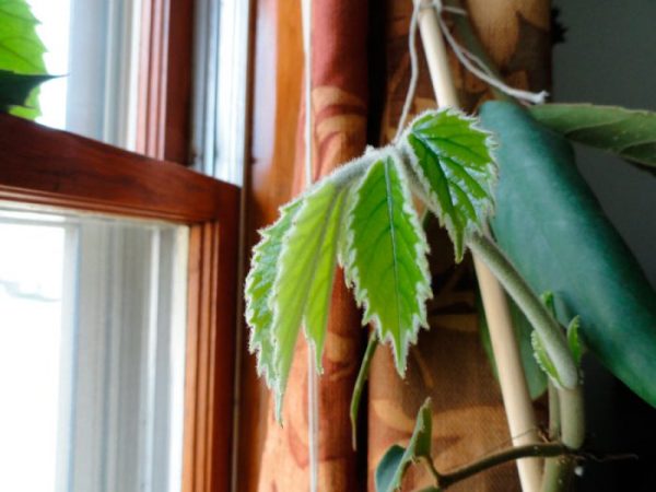 Tetrastigma - foto, cuidados, especie, descripción, reproducción, planta de interior