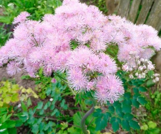 Thalictrum - foto, cuidados, especies, descripción, propagación