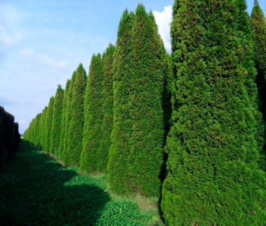 Thuja Smaragd - foto, plantación, cuidados, cultivo, descripción, tipos