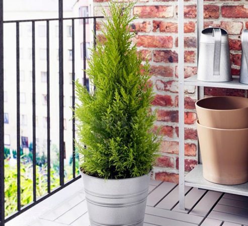 Thuja domestica – foto, cuidados, especie, descripción, propagación, planta de interior