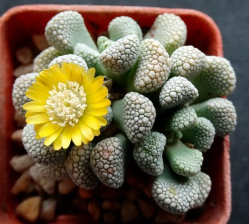 Titanopsis - foto, cuidados, especie, descripción, propagación, planta de interior