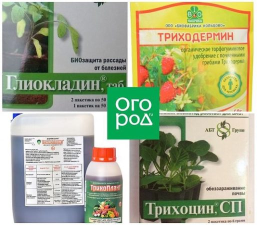 Todas las herramientas que un cultivador de tomates debe tener en stock