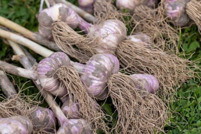 Todo sobre el ajo: plantación, cuidados, almacenamiento.