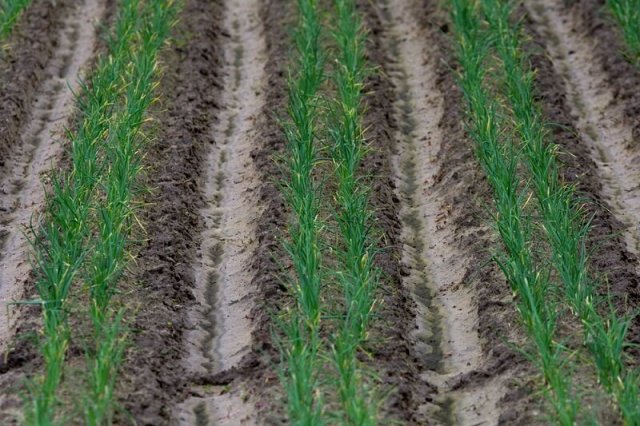 Todo sobre el cultivo de cebollas: desde la plantación hasta la cosecha