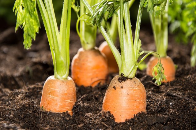 Todo sobre el cultivo de zanahorias: instrucciones detalladas para principiantes