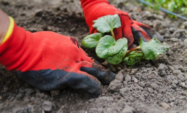 Todo sobre el cultivo y cuidado del ruibarbo