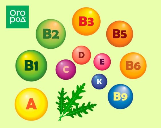 Todo sobre la rúcula en la parcela: propiedades útiles, tecnología agrícola, recetas.