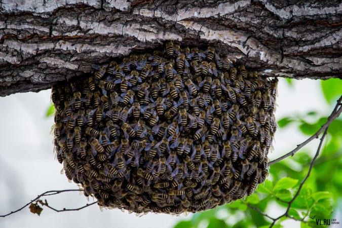 Todo sobre las abejas silvestres: apariencia, especies y hábitat