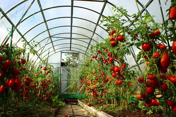 Tomates en el invernadero