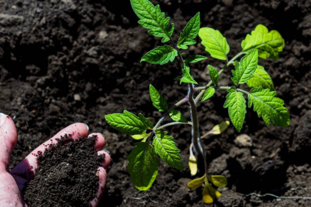 Tomates sin cuidados: ¿mito o realidad?
