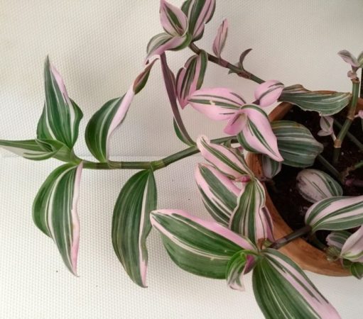 Tradescantia - foto, cuidados, especies, descripción, propagación, planta de interior