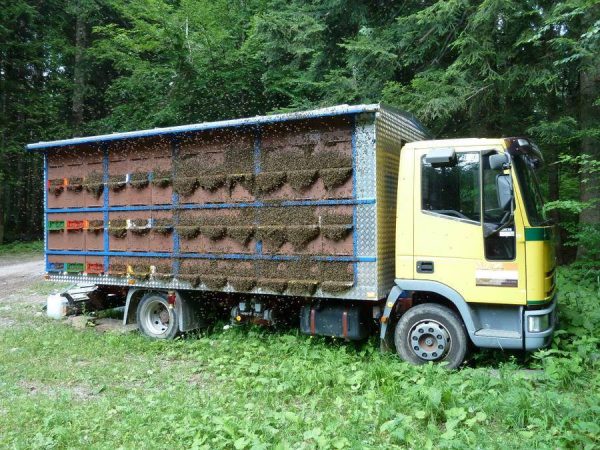 Transporte de abejas: instrucciones y puntos clave