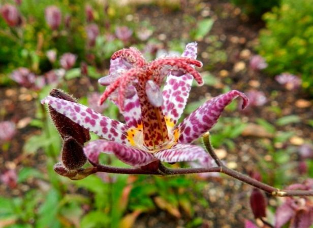Tricyrtis - foto, cuidados, especie, descripción, reproducción