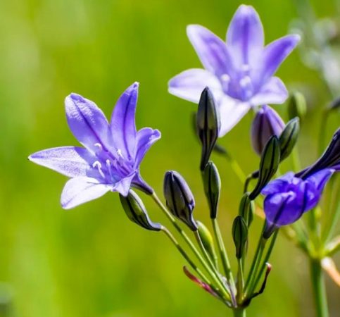 Tritelia (brodiaea) - foto, cuidados, especie, descripción, reproducción