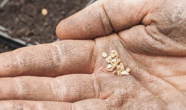 Trucos de jardinería: cómo cultivar plántulas de tomate fuertes en casa