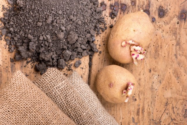 Tus propias patatas ya en junio: secretos de una cosecha temprana