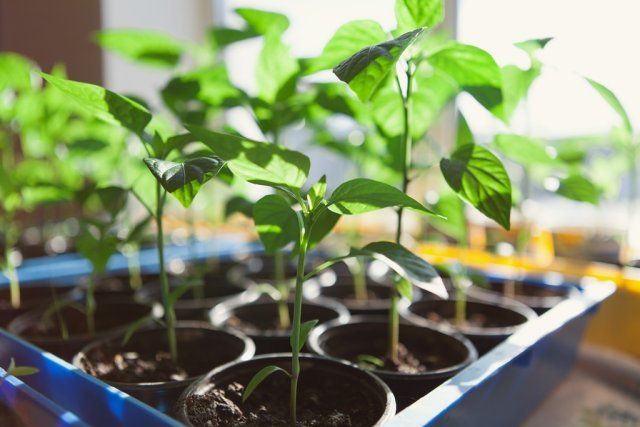 Un enfoque sistemático para proteger y fertilizar pimientos y berenjenas