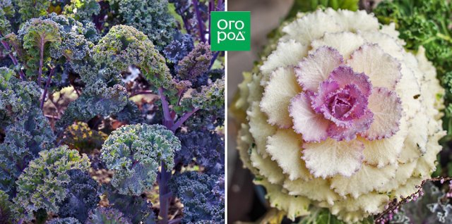 Un huerto para un esteta: 10 verduras más bonitas