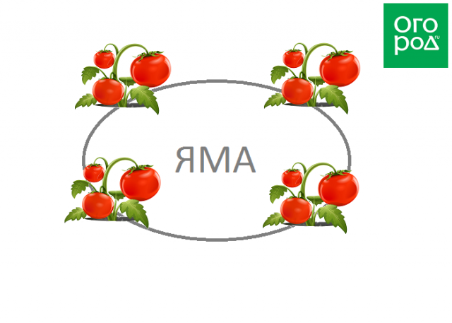 Plan de plantación de tomates