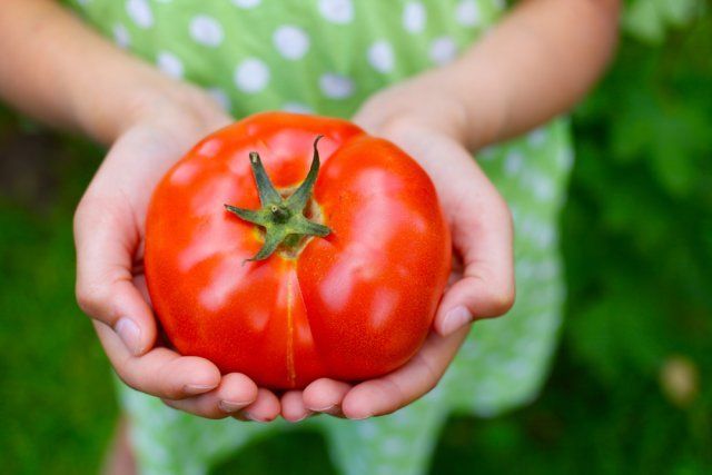 Una forma secreta de plantar y regar tomates: ¡la cosecha está garantizada!