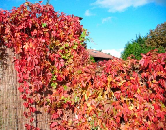 Uvas de soltera: foto, plantación, cuidados, cultivo, descripción, tipos