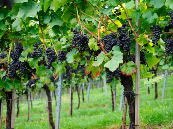 Uvas: foto, cuidados, tipos, descripción, propagación