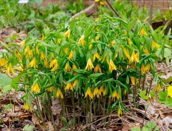 Uvularia - foto, cuidados, especie, descripción, reproducción