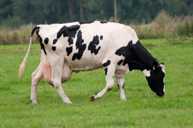 Vaca preñada