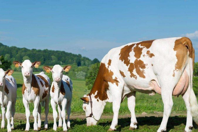 Vacas de carne y leche: características y productividad