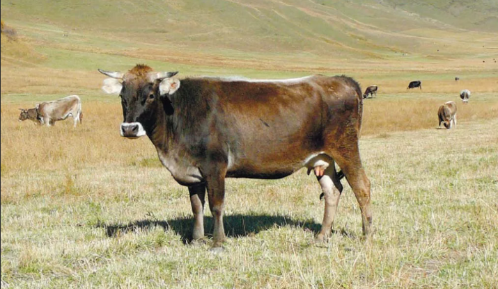vaca marrón caucásica