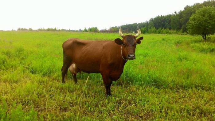 Vacas de raza Gorbatov Roja: descripción, mantenimiento, ventajas y desventajas