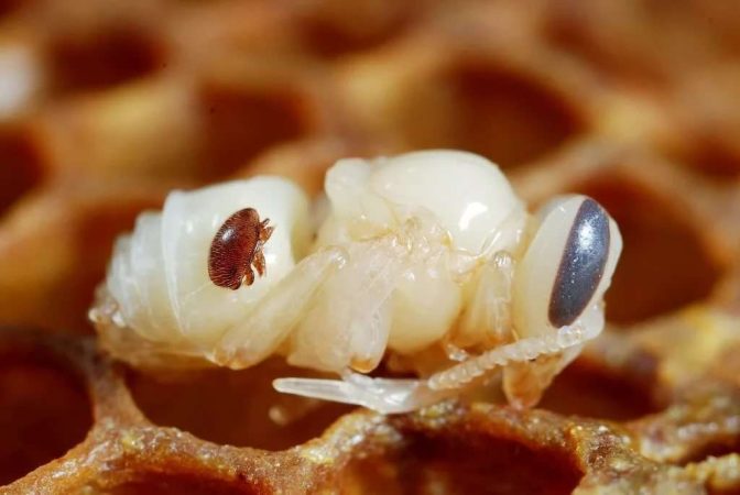 Varroatosis en abejas: causas, síntomas y tratamiento