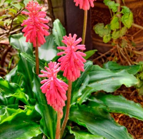 Veltheimia – foto, cuidados, especie, descripción, propagación, planta de interior