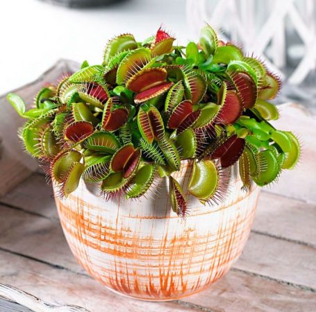 Venus atrapamoscas - foto, cuidados, especie, descripción, reproducción, planta de interior