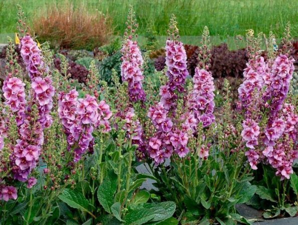 Verbascum (gordolobo) - foto, cuidados, especies, descripción, reproducción