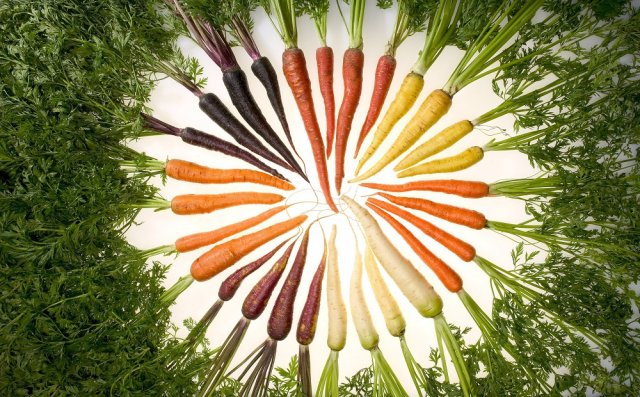 Verduras de raíz inusuales: zanahorias multicolores (variedades, fotos, descripción)