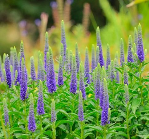 Verónica spicata – foto, cuidados, especie, descripción, propagación