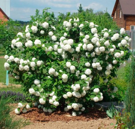 Viburnum Buldenezh: foto, plantación, cuidados, cultivo, descripción, tipos