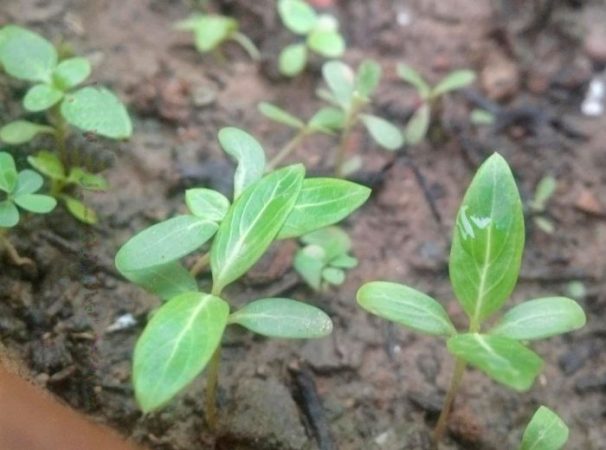 Vincapervinca – foto, cuidados, especies, descripción, reproducción