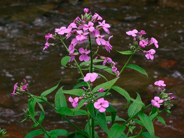 Violeta de noche – foto, cuidados, especie, descripción, reproducción